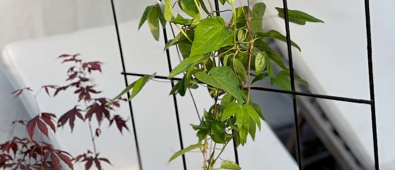 Espalier til blomsterkasse fra BEDD