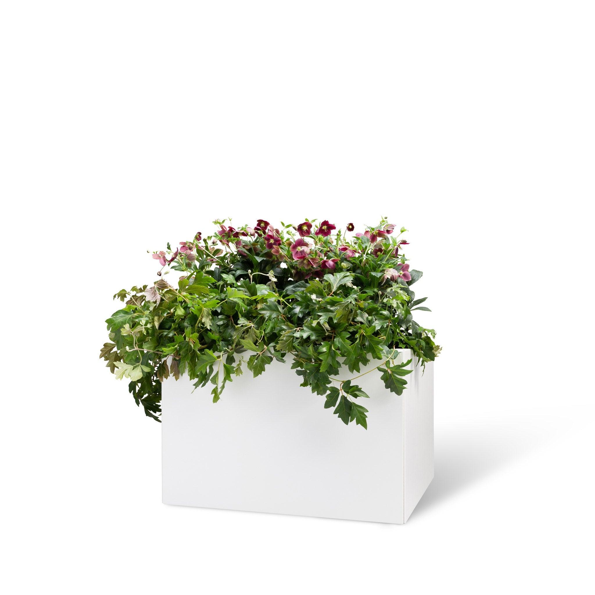 BEDD_4pk 60x40_Hvit0