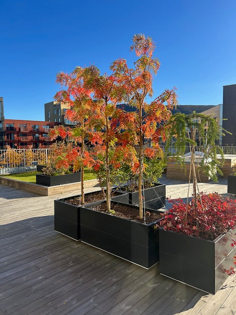 BEDD_120x60h50_Sort1