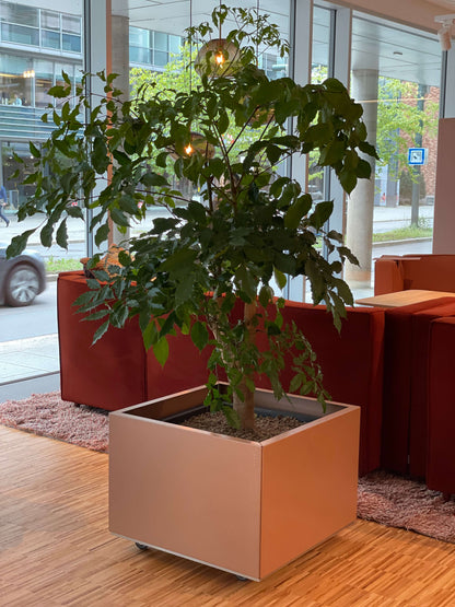 B-vare - 60x60 h40 Lotus m. hjul